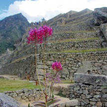 Orchids with terraces and Cerro Machu Picchu on the left top side